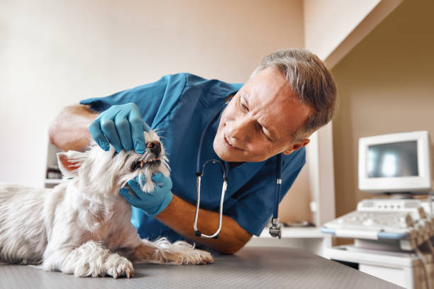Best Emergency Root Canal Treatment in North Valley, NM
